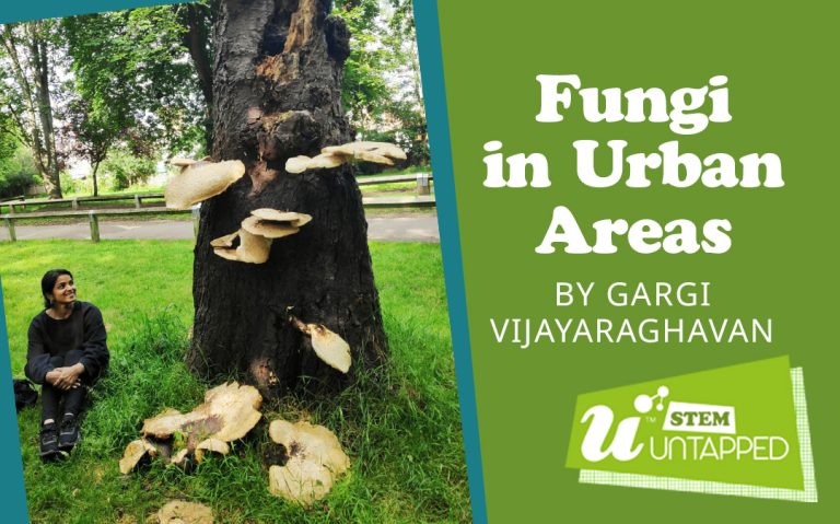 Fungi in Urban Areas